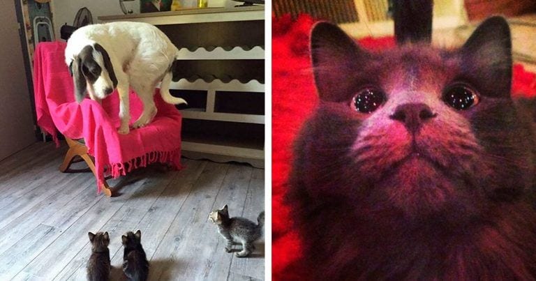 10 animales haciendo cosas por primera vez y teniendo las reacciones más divertidas