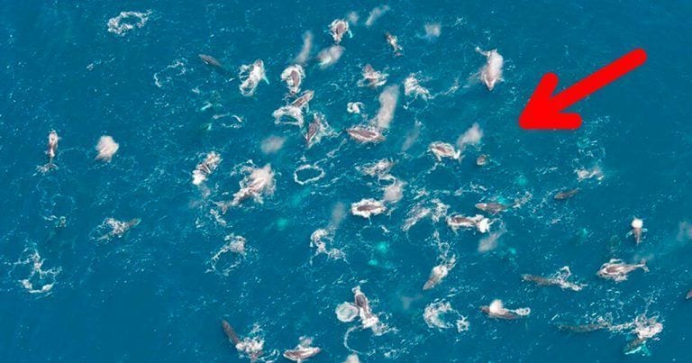 Las ballena jorobada está cambiado sus hábitos
