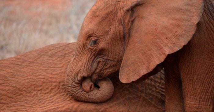 bebe elefante madre muerta