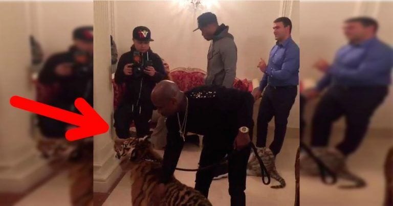 El boxeador Mayweather exhibe a dos tigres de esta lamentable manera