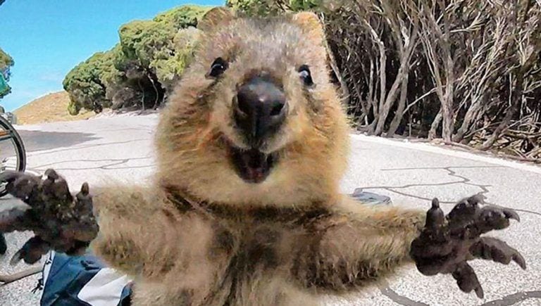 Encontraron a un quokka al salir en bici