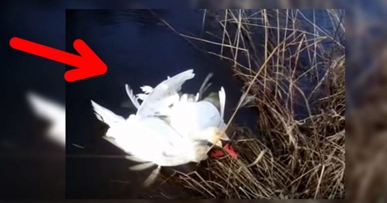 Dos cisnes se entrelazan y piden ayuda