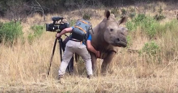 cosquillas a rinoceronte