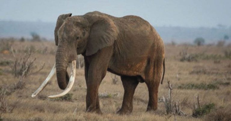 Furtivos asesinan a un elefante tusker en Kenia por sus colmillos