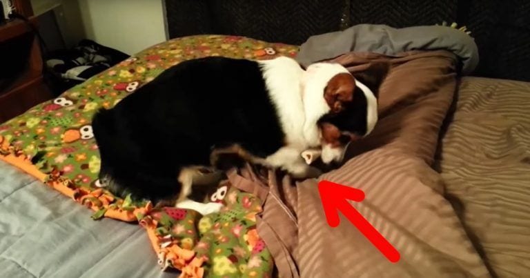 Hay perros que esconden sus huesos en lugares insólitos