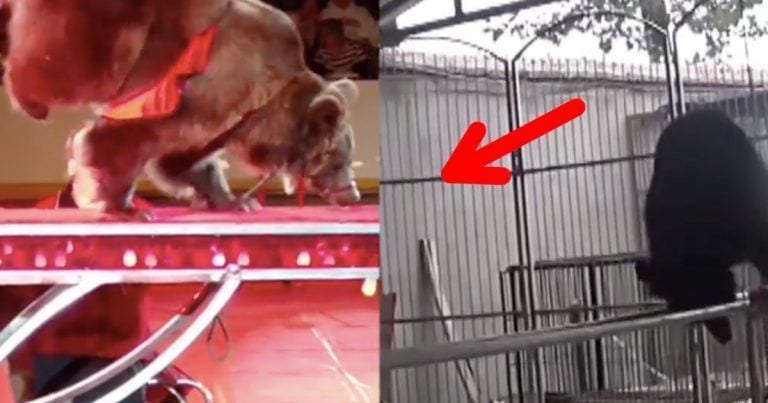 Lo que hace este oso debido a la presión a la que le someten en el circo te llenará de tristeza