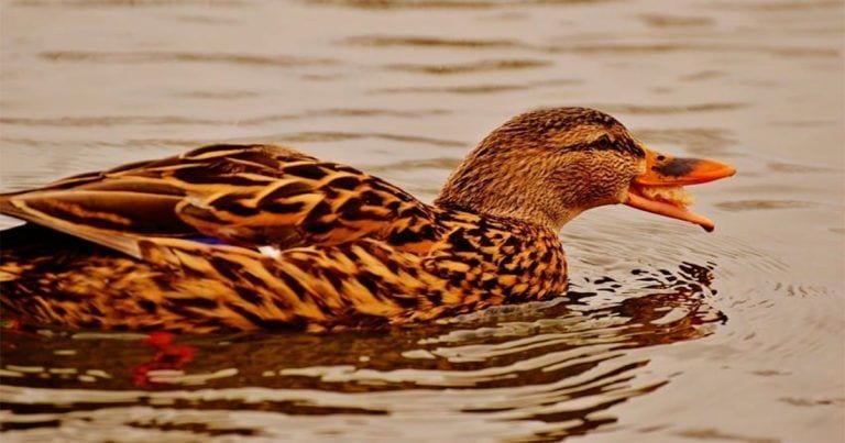 No deberíamos alimentar a los patos con pan