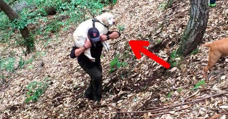 Un hombre encuentra un perro y cuando descubre lo que le pasa no da crédito
