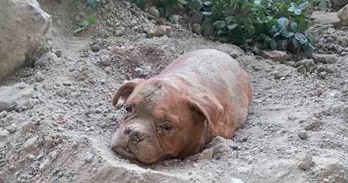 perro enterrado vivo