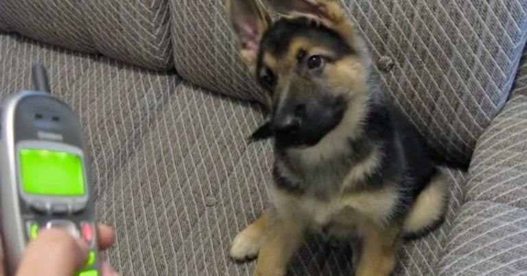 Cachorro de pastor alemán que aúlla con el teléfono