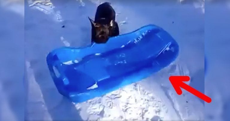 ¿Has visto un perro bajar en trineo?
