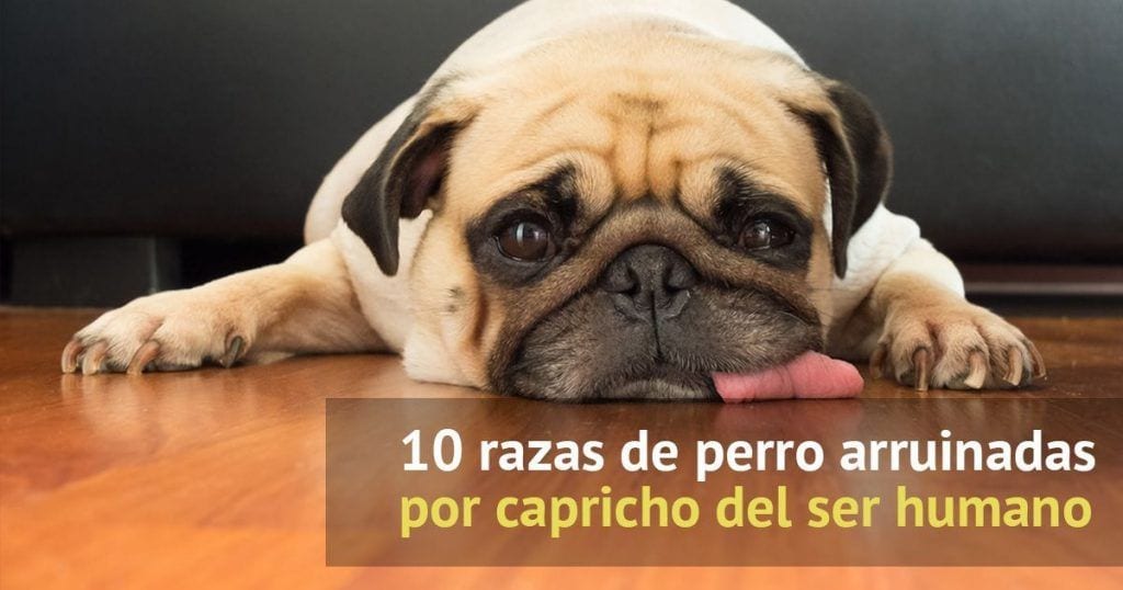 perro raza arruinadas