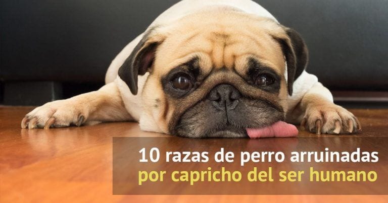 10 razas de perro a las que el ser humano ha perjudicado mucho