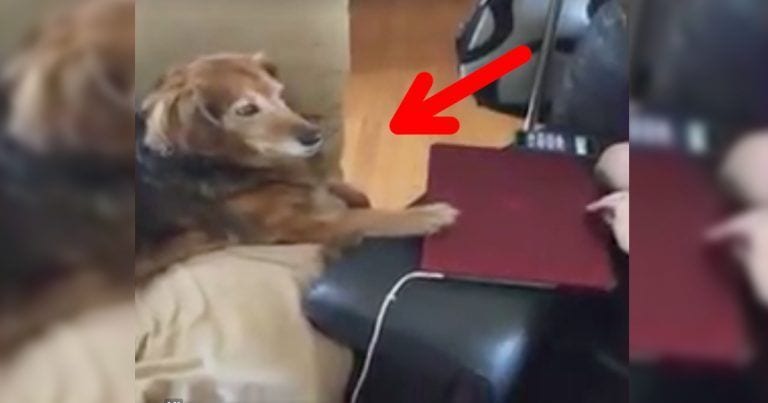 Este perro tiene muy claro lo que piensa de que su humano se lleve trabajo a casa