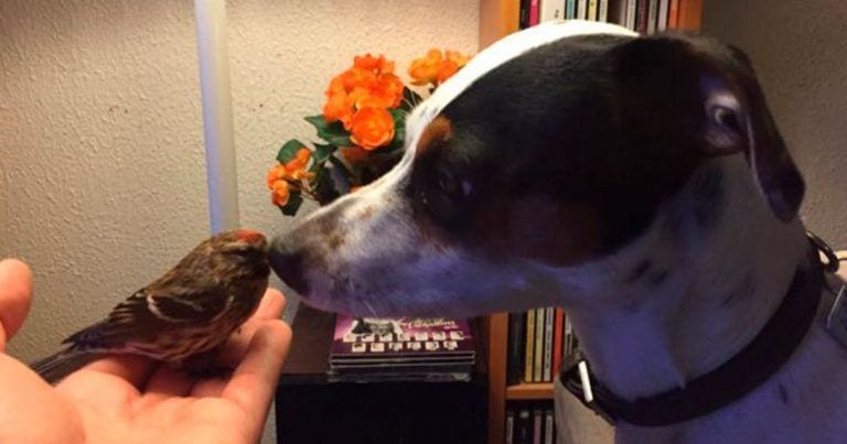 El perro salvó a su nuevo amigo el pájaro