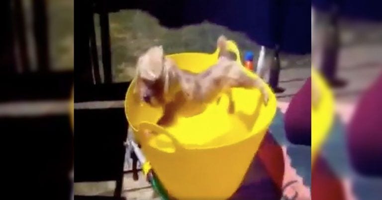 Perros que detestan el agua hasta límites insospechados