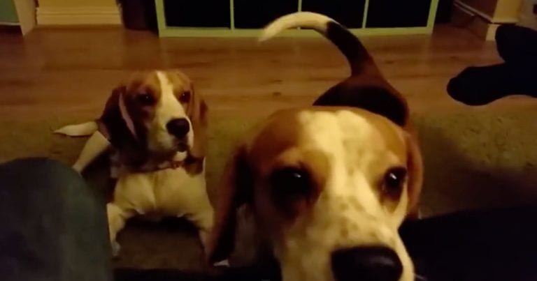 Estos perros están dispuestos a usar todo su repertorio de trucos por una razón que entenderás