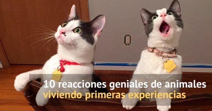 reacciones animales