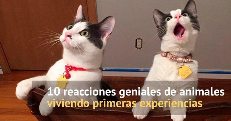 Te partirás de risa con las reacciones de estos animales ante nuevas experiencias