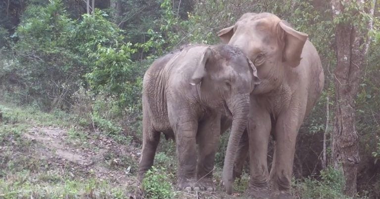 Reencuentro de un elefante hembra y su cría después de tres años