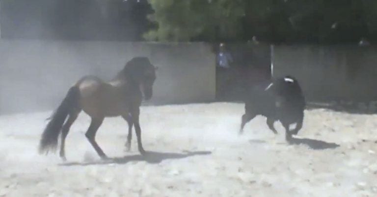 Un toro demuestra toda su «bravura» con un «pobre» caballo