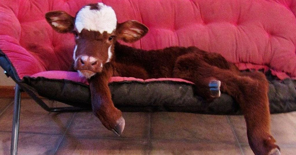 vaca rescatada destacada