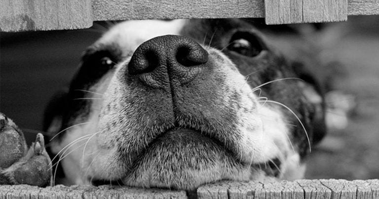 10 buenas razones para adoptar a un perro en lugar de comprarlo