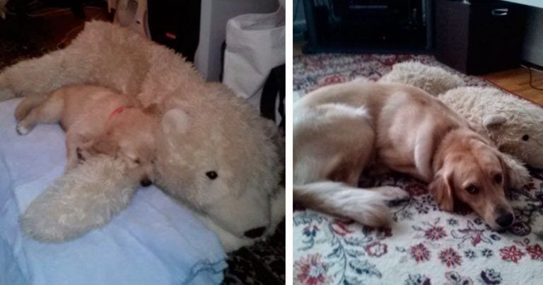 Imágenes tiernas de animales junto a sus juguetes favoritos