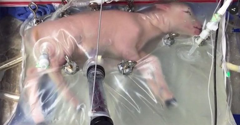 Un experimento salvó la vida de un cordero prematuro y salvará la de muchos bebés