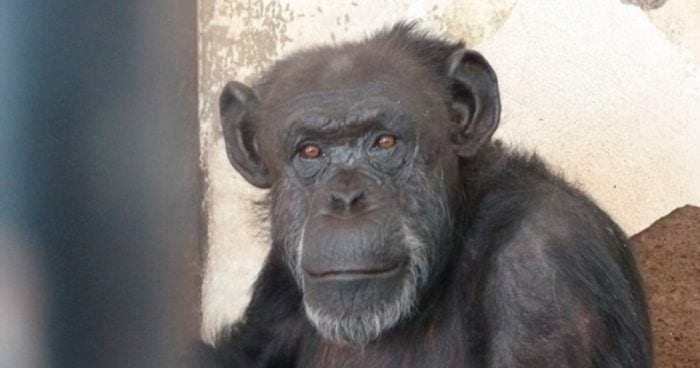 cecilia chimpance