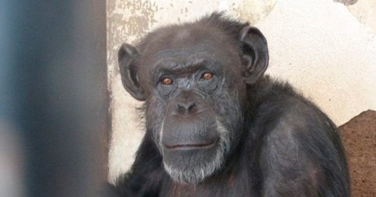 Cecilia, la primera chimpancé con derechos reconocidos
