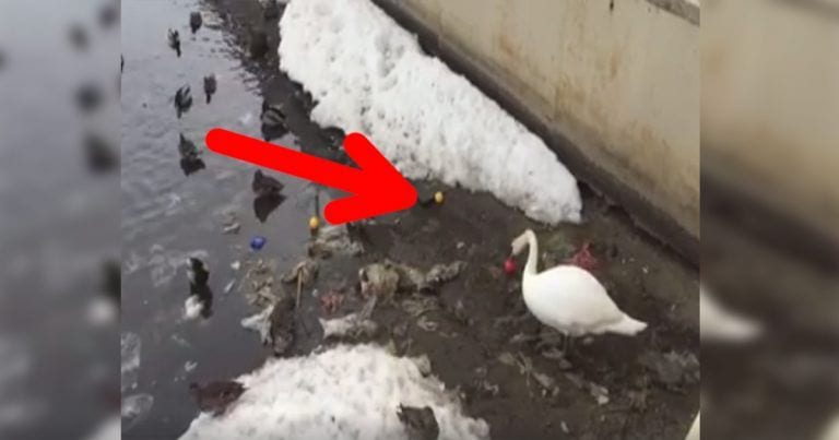 Un cisne que por culpa de los humanos debe limpiar su casa