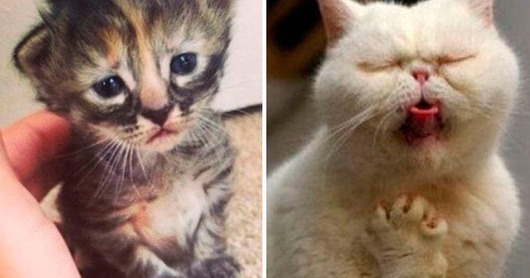 10 gatos realmente dramáticos que te robarán el corazón