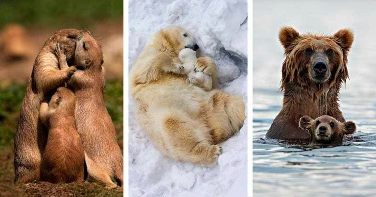 Fotografías familiares de animales, de lo más tierno que se puede ver