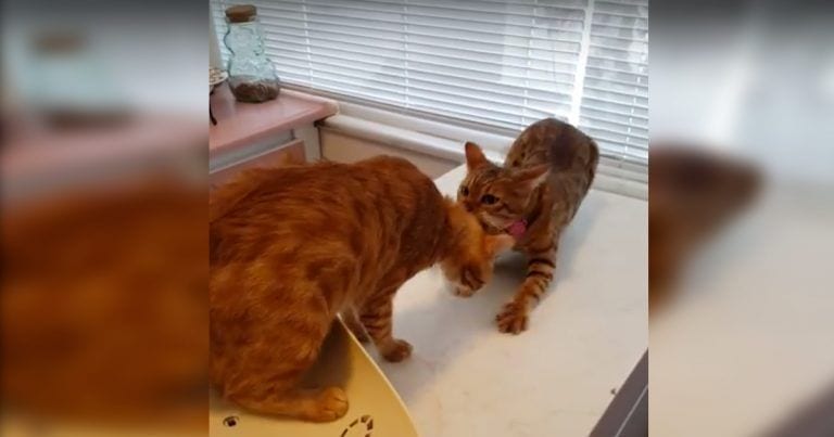 Un gato rescata a su amigo pensando que corre peligro