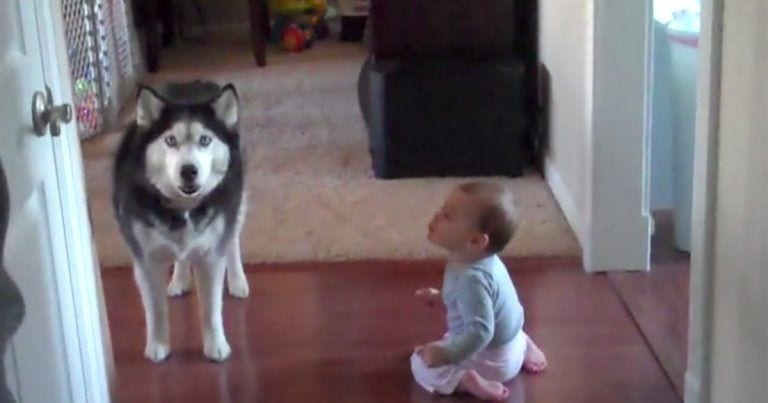 Conversación entre un husky y un bebé, ¡menudo par!