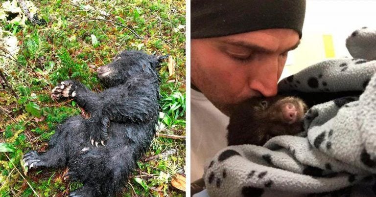 Un hombre encontró una cría de oso moribundo y abandonado
