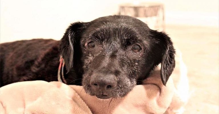 Blackie, una perra que es un ejemplo de fuerza y superación