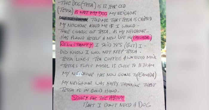 perra mayor abandonada 033