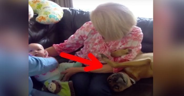 perro celoso bebe destacada