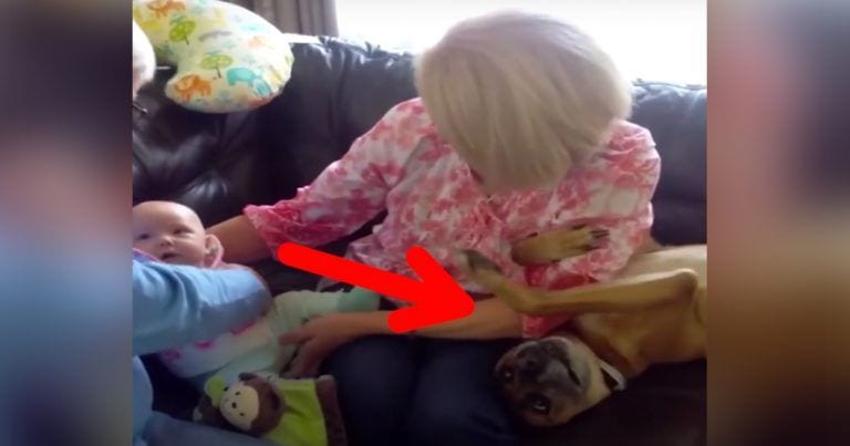 Un perro llama la atención con la llegada de un nuevo miembro en la familia