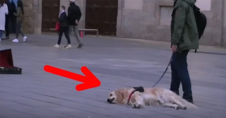 Le gustaba la música y el perro se tumbó en el suelo