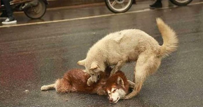 perro reanima amigo atropellado