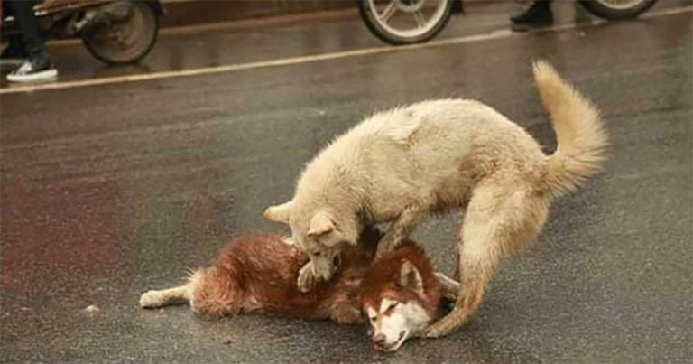 Un perro llora a su amigo en la misma carretera que fue atropellado