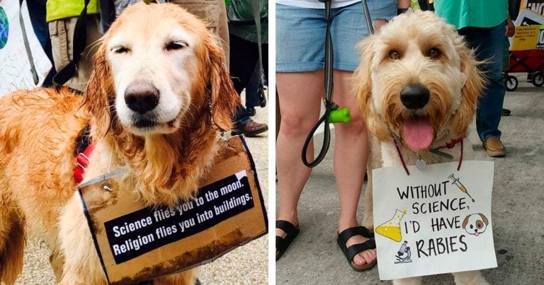 Estos perros han salido a manifestarte para reivindicar algo muy importante