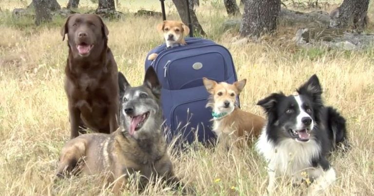 Las mascotas necesitan atención cuando viajan en avión