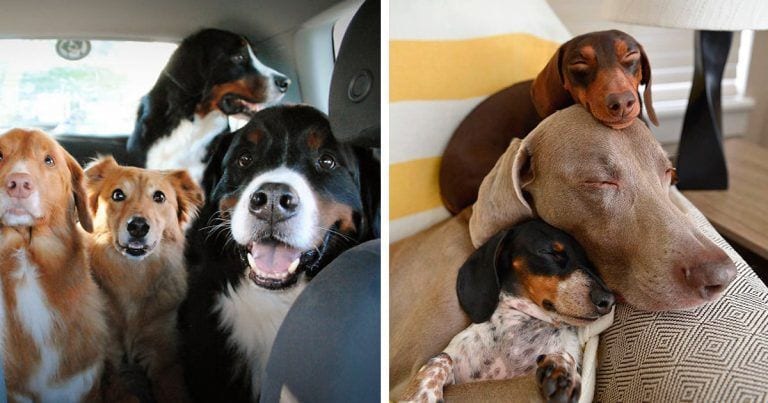 Situaciones que ocurren cuando hay más de dos perros
