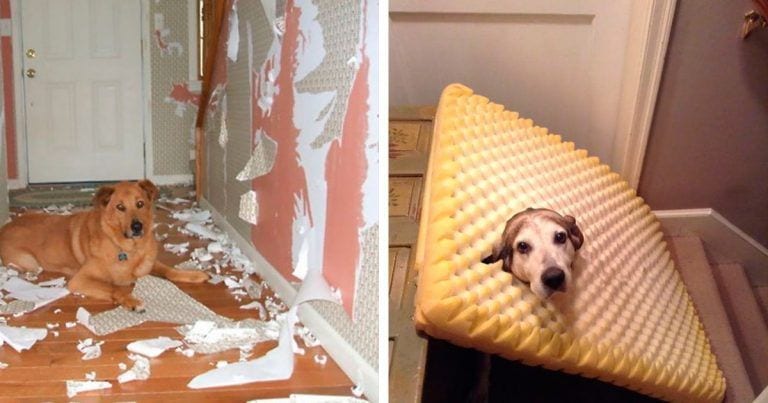 17 animales que intentaron convertirse en expertos diseñadores de interior