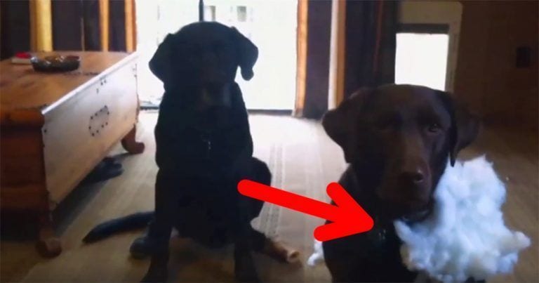 Un chivato de cuatro patas que quiere librarse de la regañina