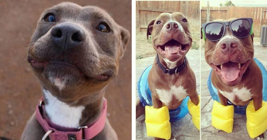 pitbulls inofensivos